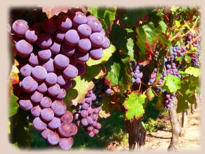 grape vine
